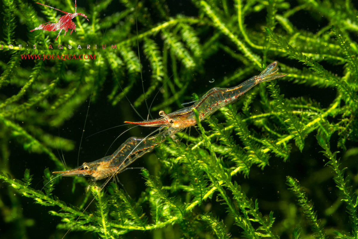 Red Nose Shrimp Joe's Aqua