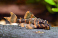 [Pre-Sales] Takutut Tiger Pleco - L306