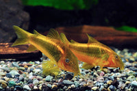 CW010 Gold Laser Cory (Tank Bred)