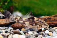 Bearded Corydoras