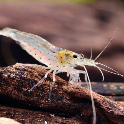Amano Shrimp Algae Eater (Captive Breed)