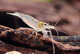 Amano Shrimp Algae Eater (Captive Breed)