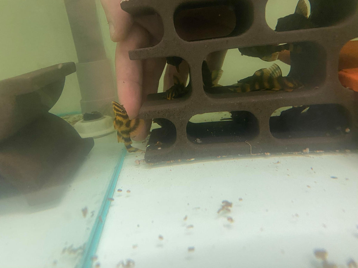 [Pre-Sales] Takutut Tiger Pleco - L306 – Joe's Aqua