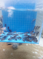 L471 Dwarf Snowball Pleco (Hypancistrus sp) TANK-BREED