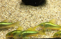 Green Laser Corydoras - CW009