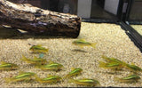 Green Laser Corydoras - CW009