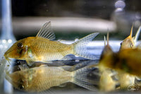 Bearded Corydoras