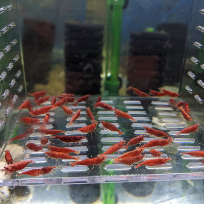 Fire Red Cherry Shrimp