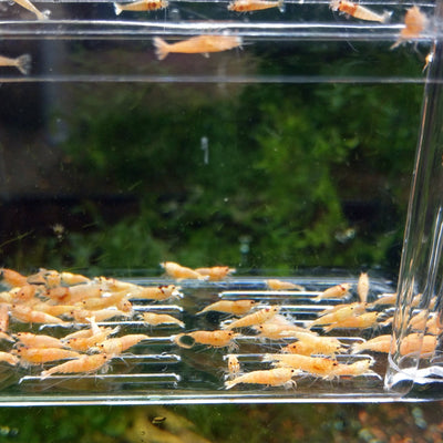 Golden Bee A/S Shrimp