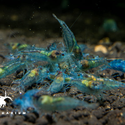 Blue Velvet Shrimp