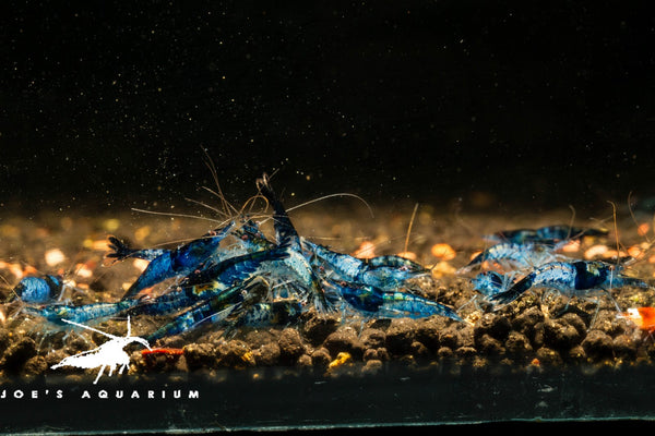 Blue Rili Blue Rili Shrimp – Joe's Aqua