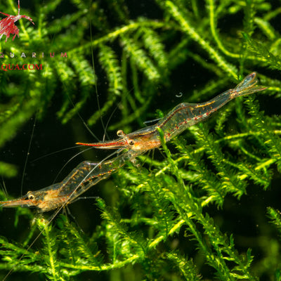Red Nose Shrimp