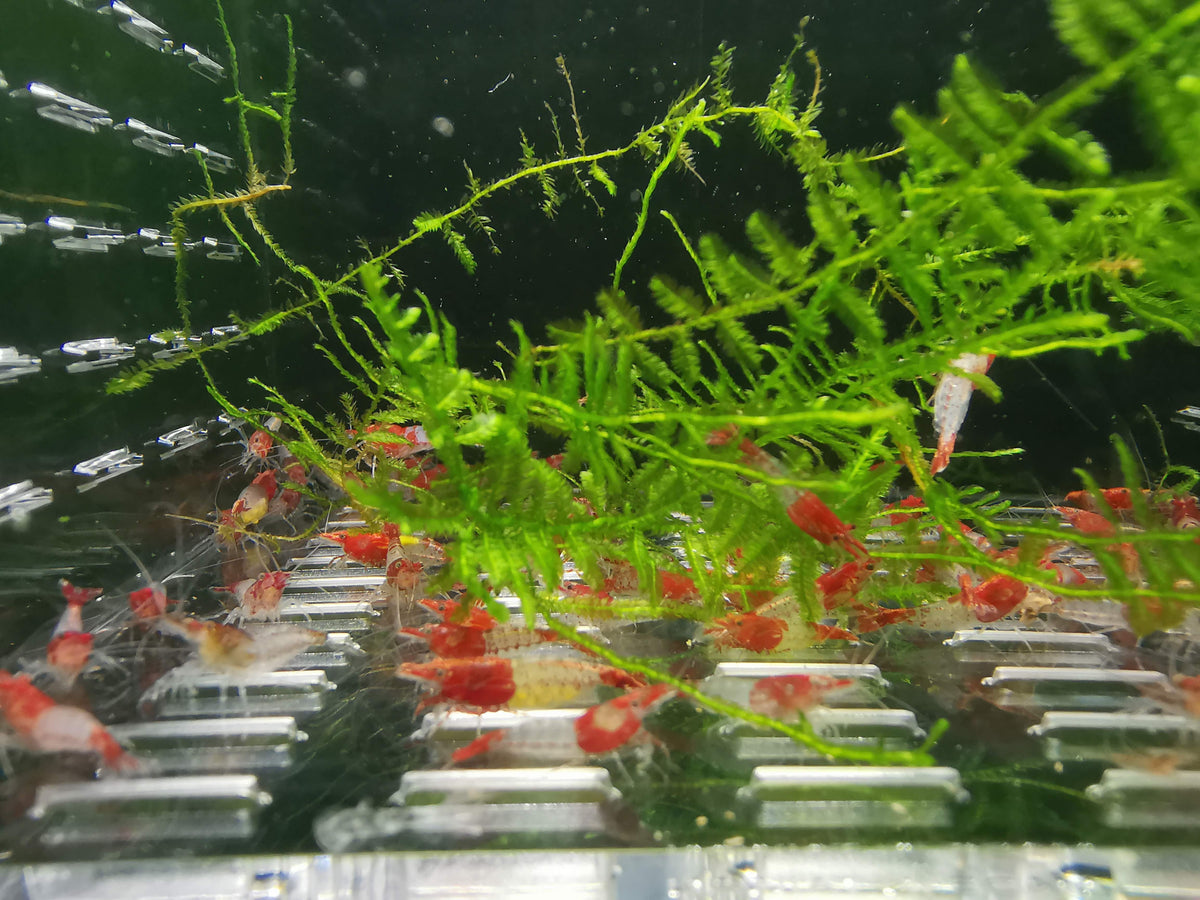 Red Rili Shrimp – Joe's Aqua