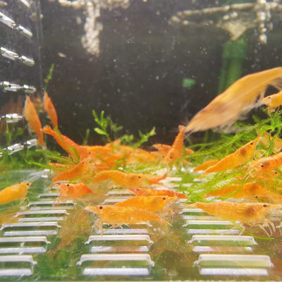 Orange Sunkist Shrimp