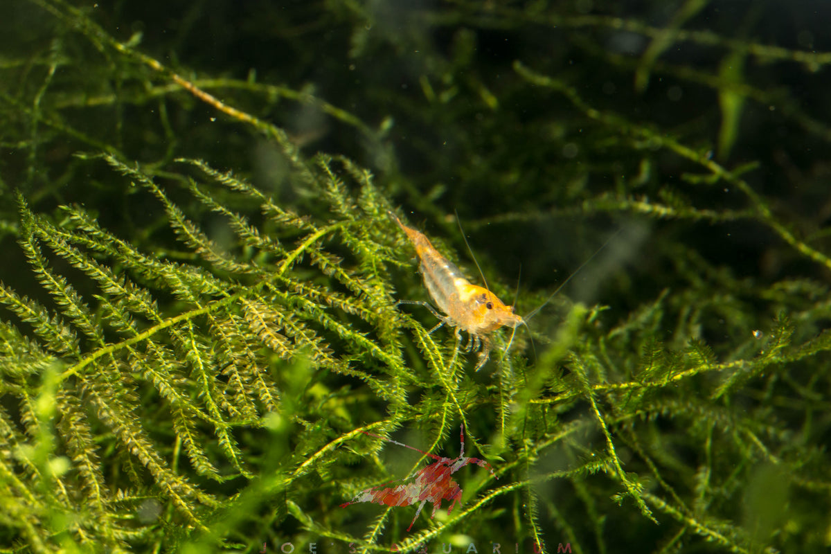 Orange Rili Shrimp – Joe's Aqua