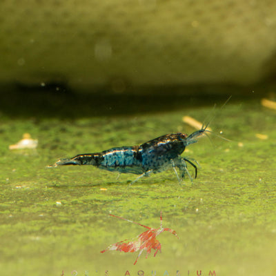 Blue Rili Shrimp