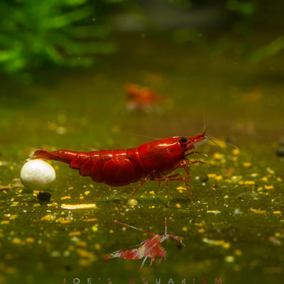 Bloody Mary Shrimp