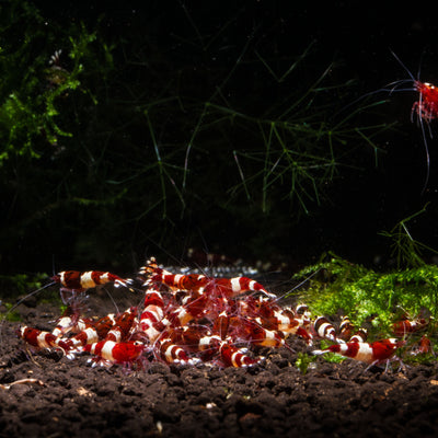 Red King Kong Shrimp