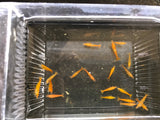 Orange Sunkist Shrimp
