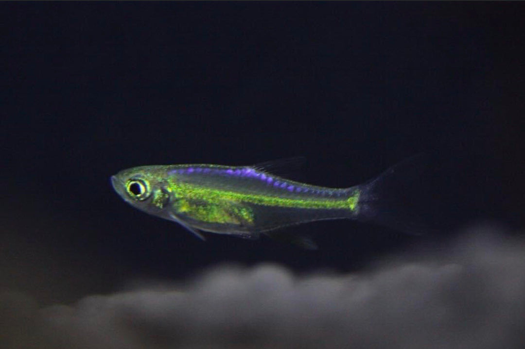 Nio Fish Nano Fish (Freshwater) – Tagged